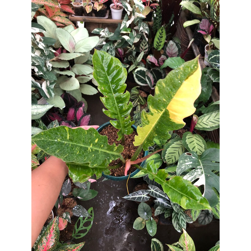 philodendron ring of fire