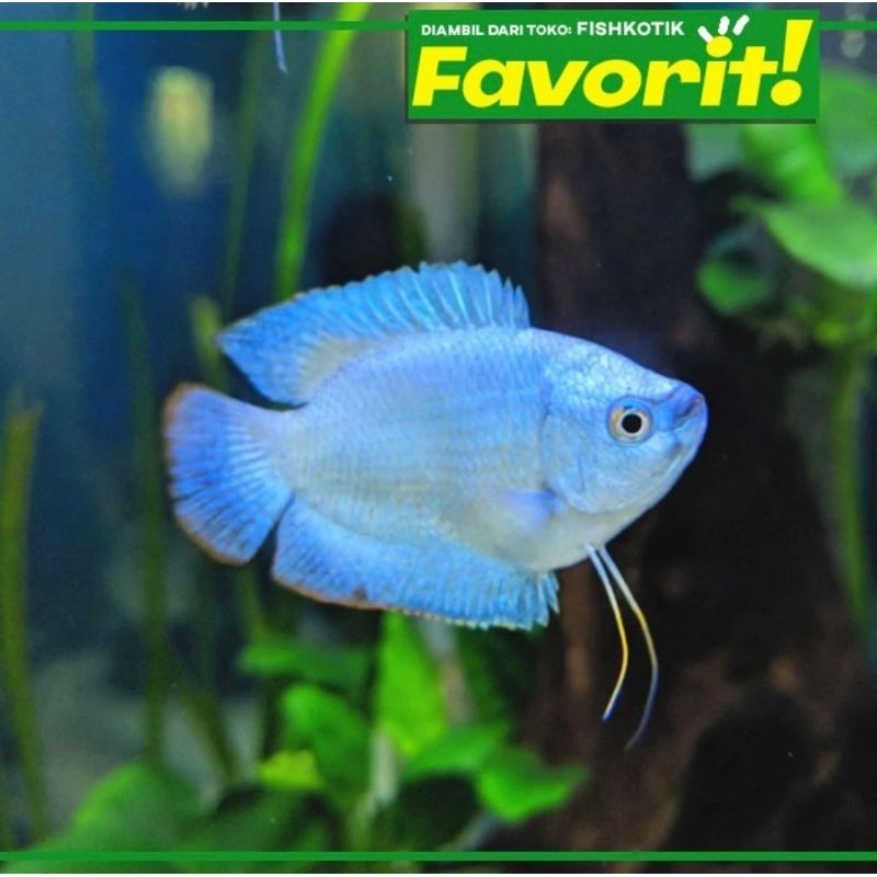 Paket Koloni (isi 10) Sepat Neon Blue Gourami Ikan Hias Aquascape Hiasan Aquarium Tanaman Air