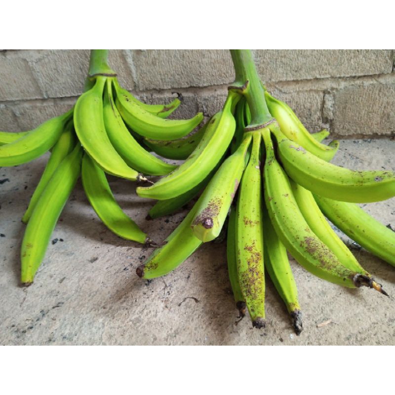 

Pisang tanduk super premium