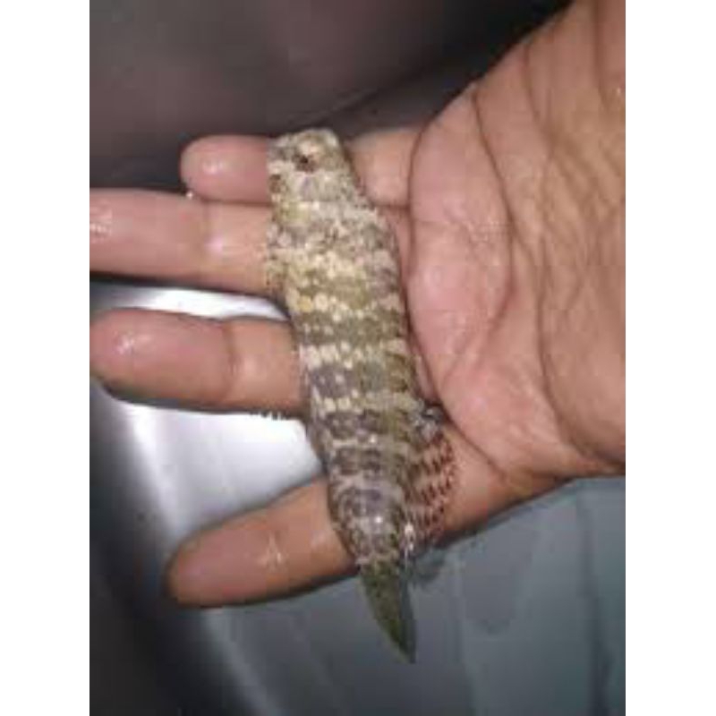 Jabing Glodok