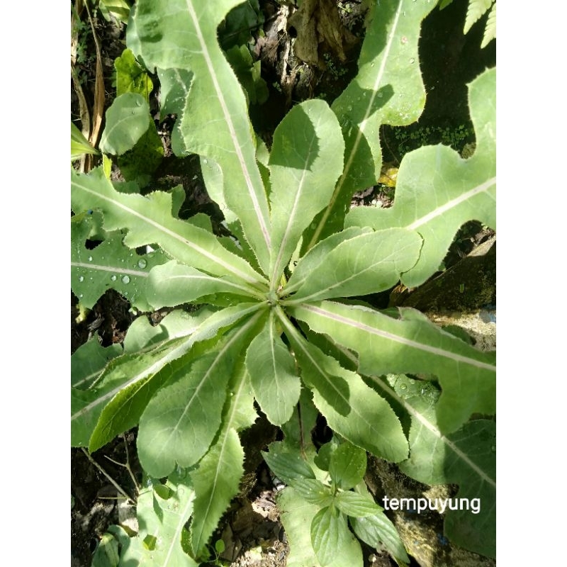 

selada liar atau tempuyung