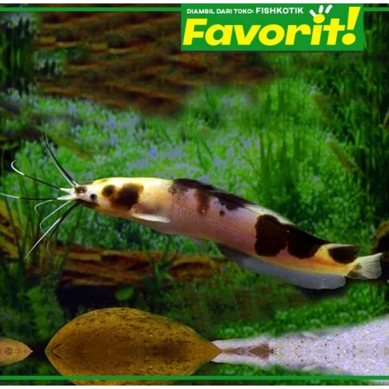 Lele Sapi Belang (L) Clarias Catfish Ikan Hias Aquarium Aquascape