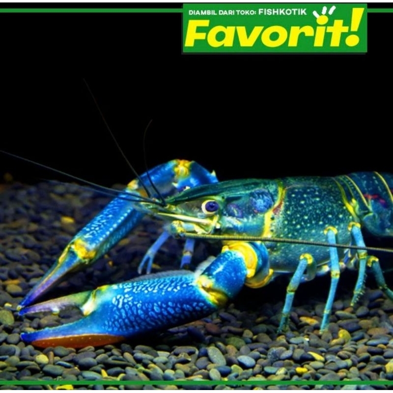Lobster BIru Indukan Air Tawar Hiasan Aquarium Ikan Hias Aquascape