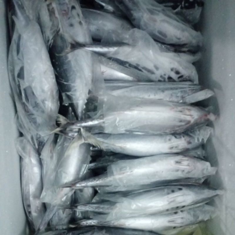 

tongkol lurek(surat) 1 kg