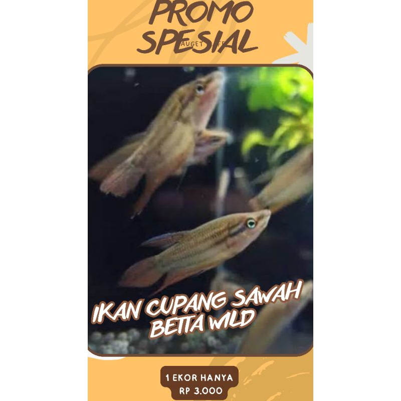 

BOX KARDUS ISI lK4N CμP4NG S4W4H ATAU WlLD B£TT4