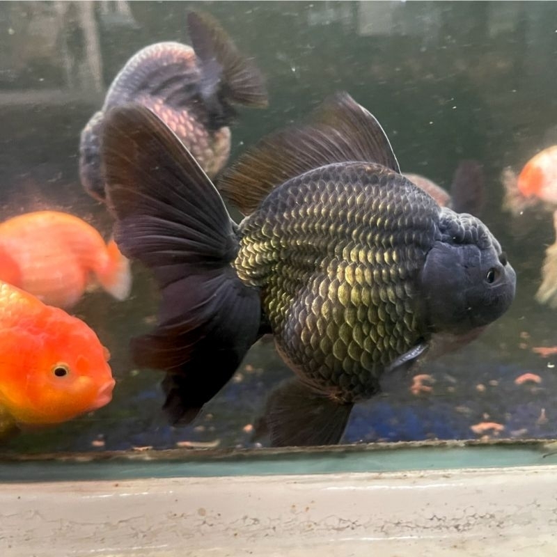 Maskoki Goldfish Oranda Long Tail