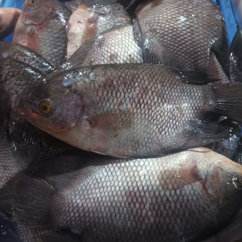 

ikan nila tawar, fresh - 500gr isi 2