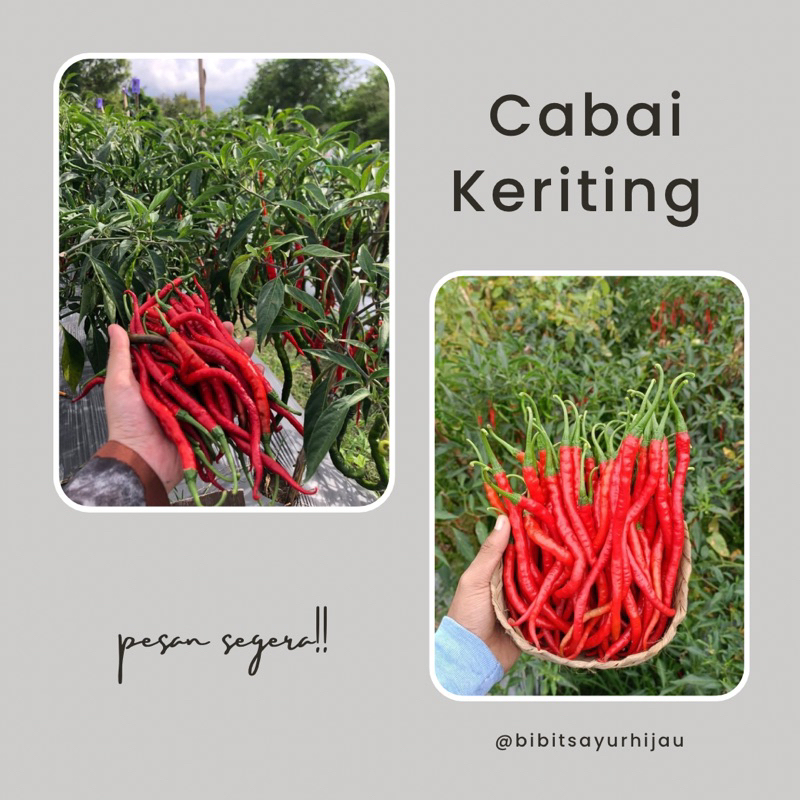 15 Biji Benih Cabai Keriting Lado F1