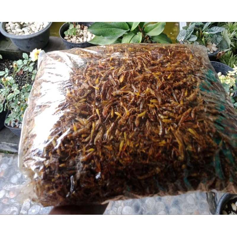 

walang goreng.walang beras 1 kg