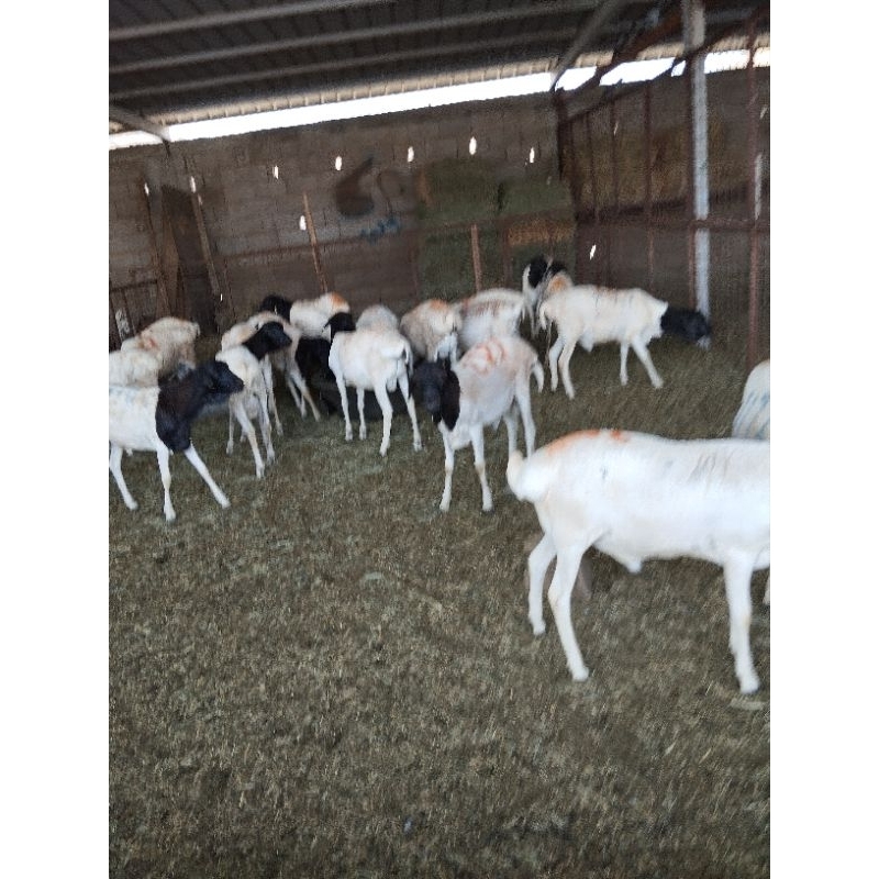 jual kambing kurban domba