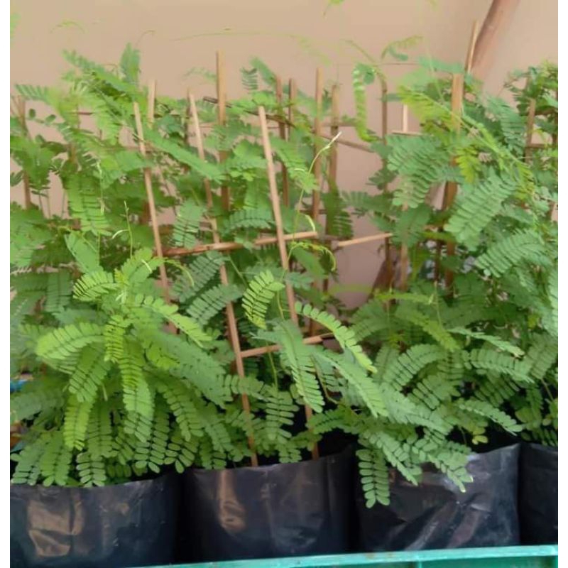 Bibit Tanaman Obat Daun Saga manis Saga Rambat