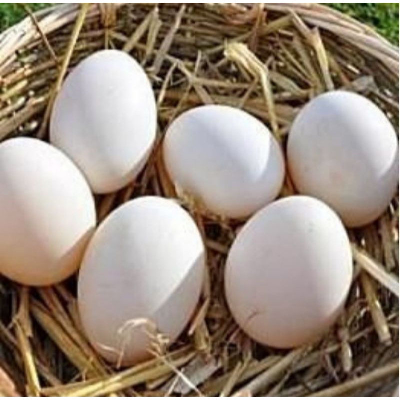 

Telur ayam kampung vertil/Telur ayam kampung original/Telur organik