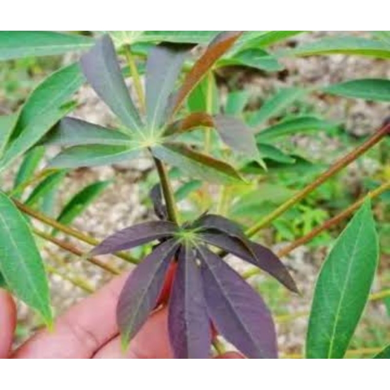 

Daun singkong racun / daun singkong sapi kuru 250 gram