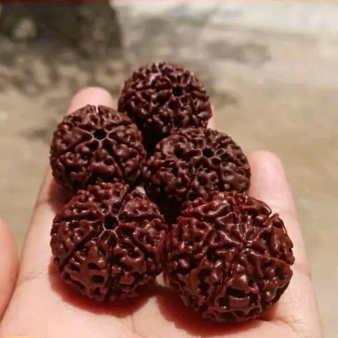 Jenitri Rudraksha Besar Jumbo Genitri