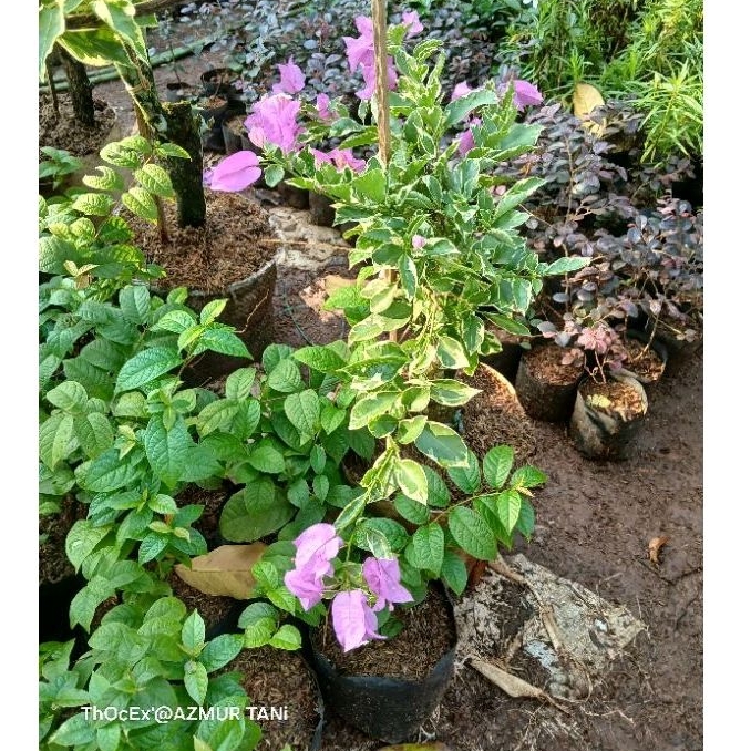 Tanaman bunga bougenville varigata bunga 2 warna