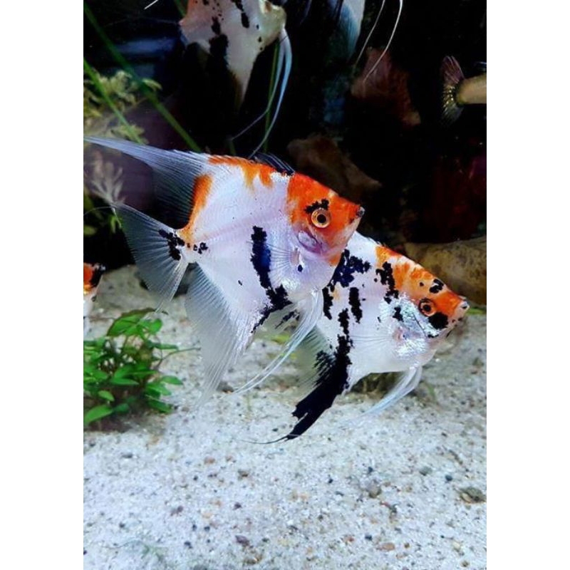 Manfish Red Koi 2.5 3 cm - AQUARIUM ETALASE