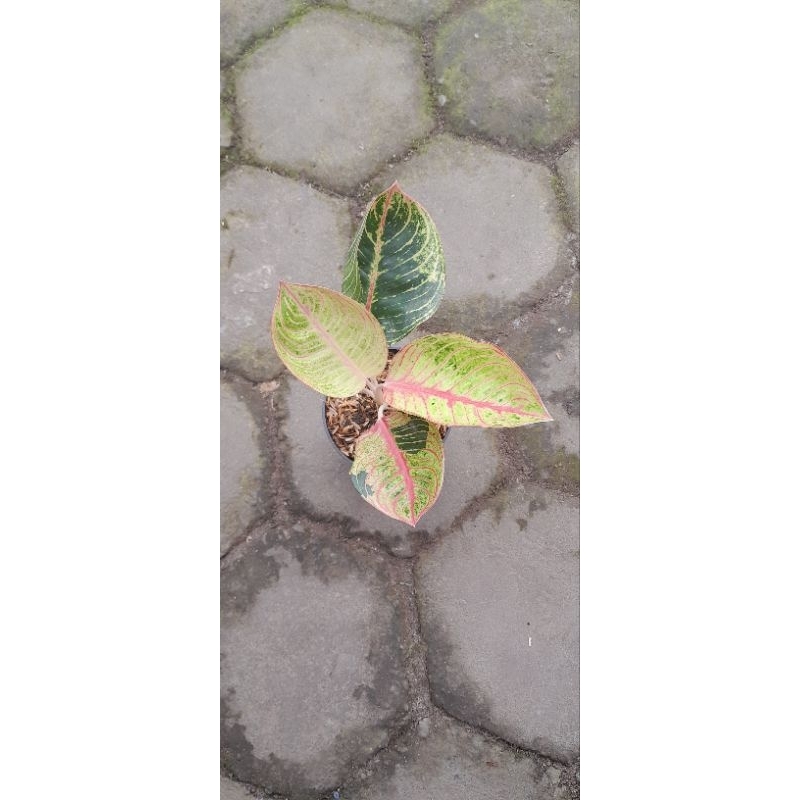 Aglonema GOLIATH (Size Remaja, Masih Bawa Bonggol) (1)