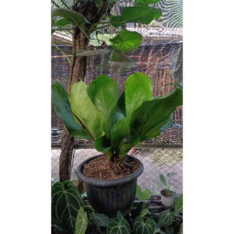 ANTURIUM JEMANI KOBRA KATALOG