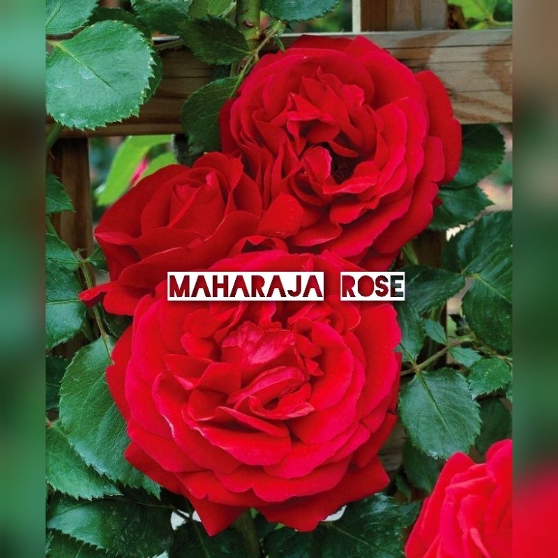 Mawar Import Don Juan - Mawar Rambat Harum