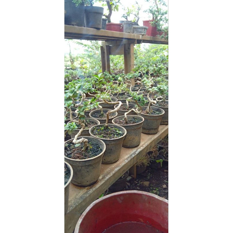 paket sancang meliuk