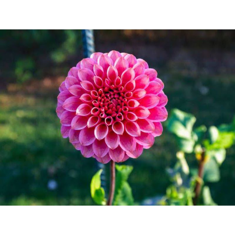 Tas pesanan mk dan ungu