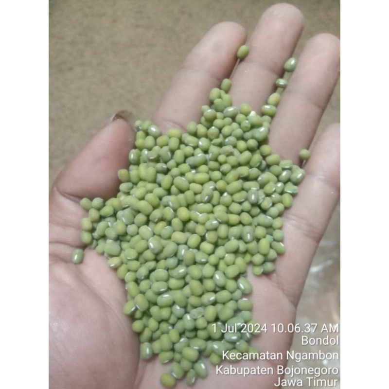 

kacang hijau organik Super stok panen terbaru desember 2024 500 gram