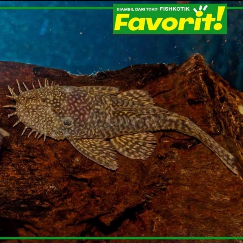 Pleco Kumis Duri Ikan Hias Sapu - Sapu Bristle Nose Hiasan Aquarium