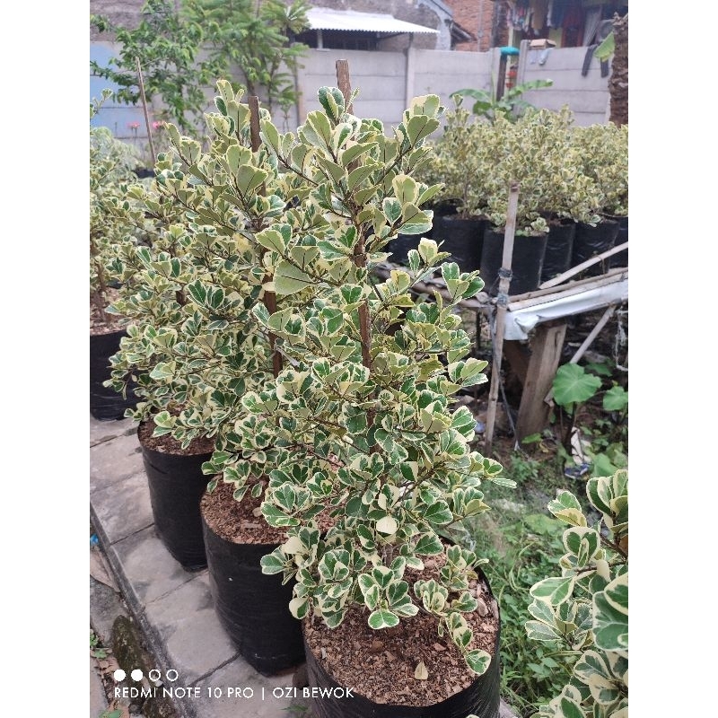 beringin kupu kupu varigata