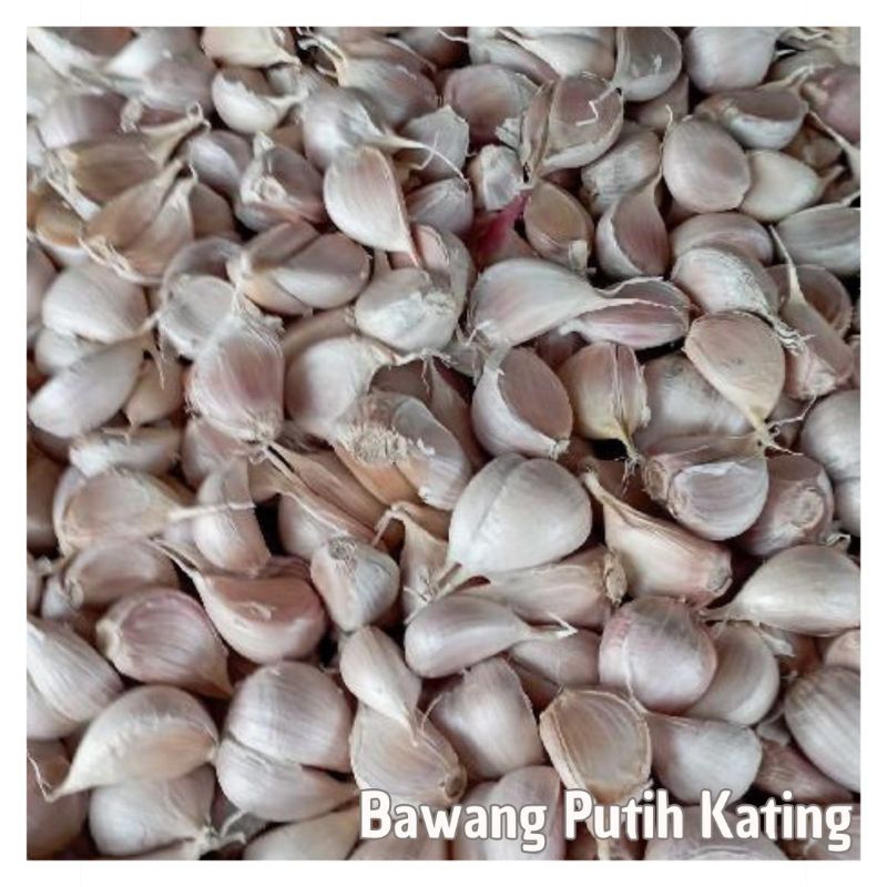 

Bawang putih kating segar