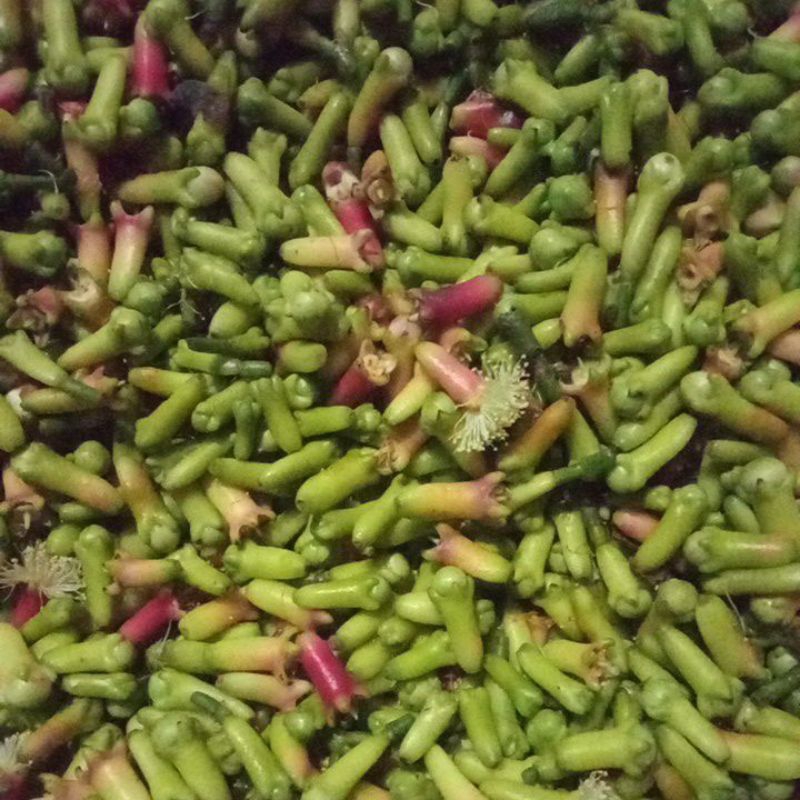 Cengkeh Basah Premium 250gram-1kg