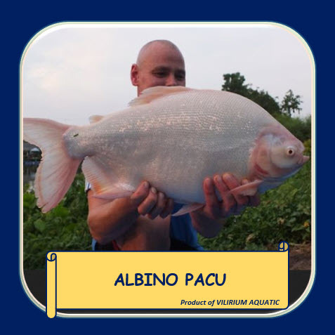IKAN HIAS AIR TAWAR - PACU ALBINO SIZE JUMBO