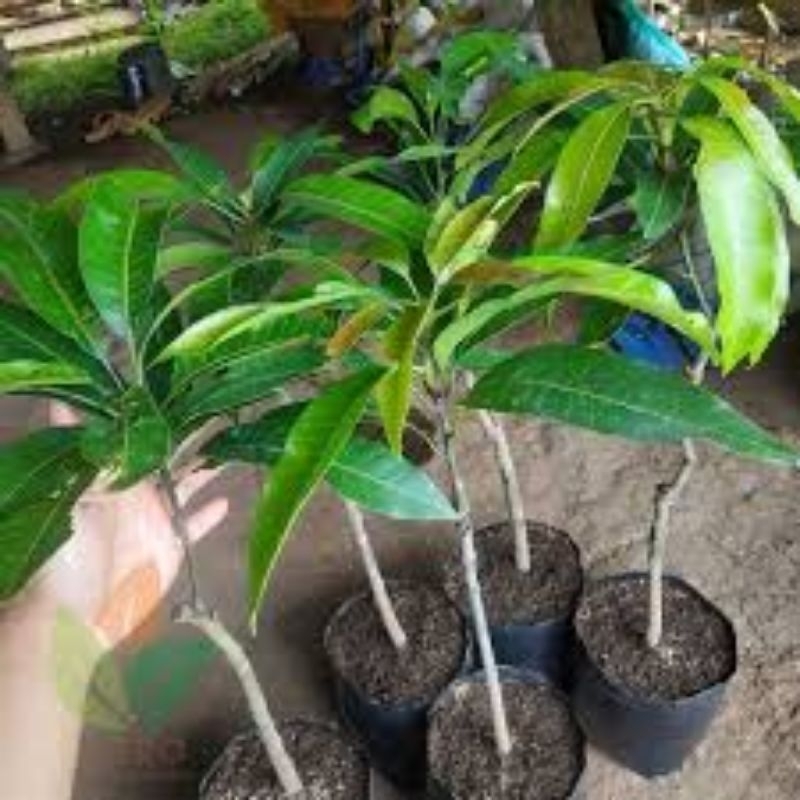 

mangga miyazaki