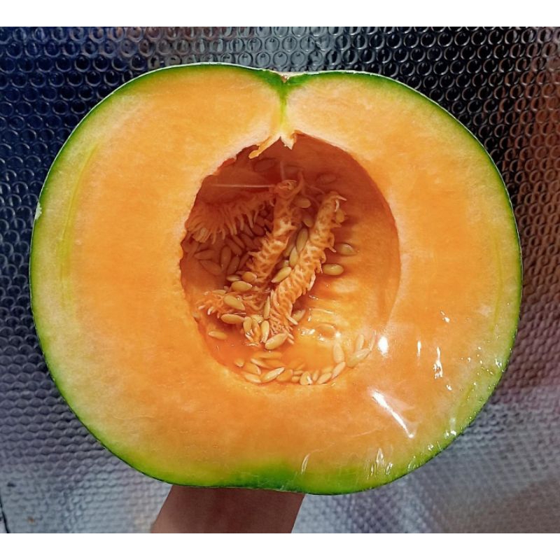 

MELON ORANGE | Melon Rock | Melon orange setengah bulat | melon rock bandung