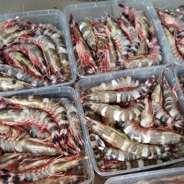 

Udang Windu laut medium mix size kecil 1kg / Udang Tiger 1kg frozen