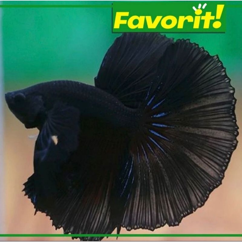 Cupang Halfmoon Super Black Ikan Hias Aquascape Hiasan Aquarium