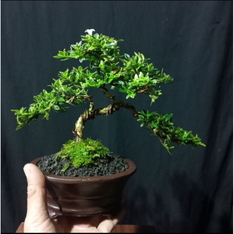 TANAMAN HIAS BONSAI MIRTEN/BAHAN BONSAI MIRTEN