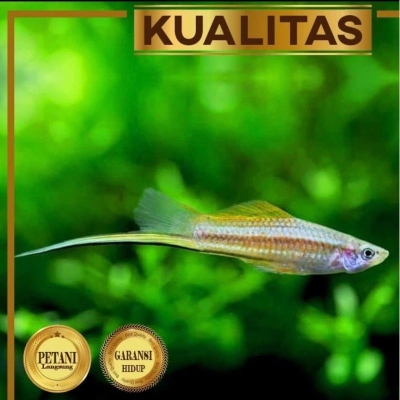 Paket Koloni (isi 10) Platy Pedang Hijau Swordtail Ikan Hias Aquascape Hiasan Aquarium