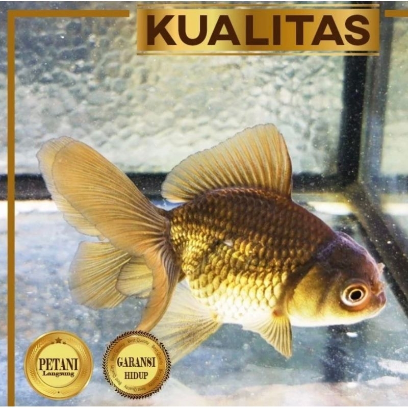 Paket Koloni (isi 10) Koki Black Oranda Hitam Ikan Hias Aquascape Hiasan Aquarium Tanaman Air