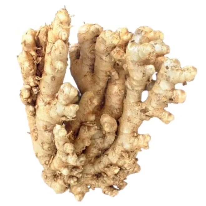 

Lempuyang Segar /basah Per 1kg