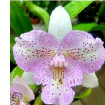 CATTLEYA | ANGGREK CATTLEYA CHANTINI LACE