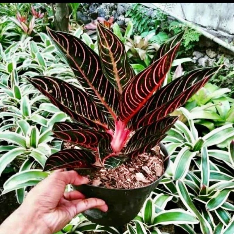 Aglonema Pride Of Sumatra (Tanaman hias aglaonema Red Sumatra) - tanaman hias hidup - bunga hidup - 