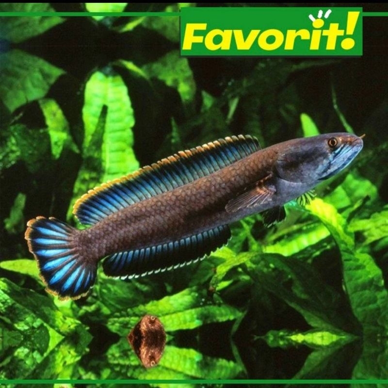 Ikan Hias Predator Channa Limbata 15cm++ Hiasan Aquarium