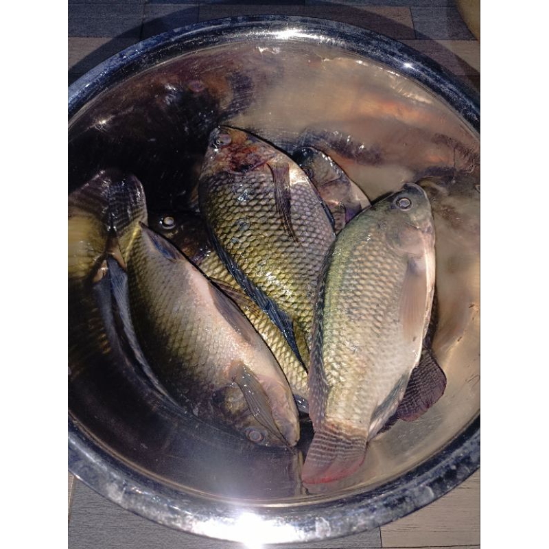 

IKAN MUJAIR FRESH 1KG isi 6 ekor