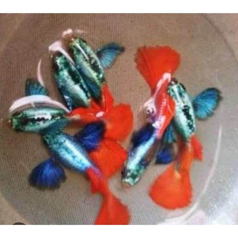 koleksi aquarium Guppy prtde satu pasang jantan dan betina