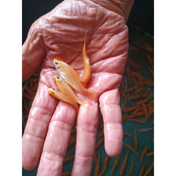 Ikan Terapi Kaki Ikan Hias Nilem Lemon Ikan Garra Ruffa