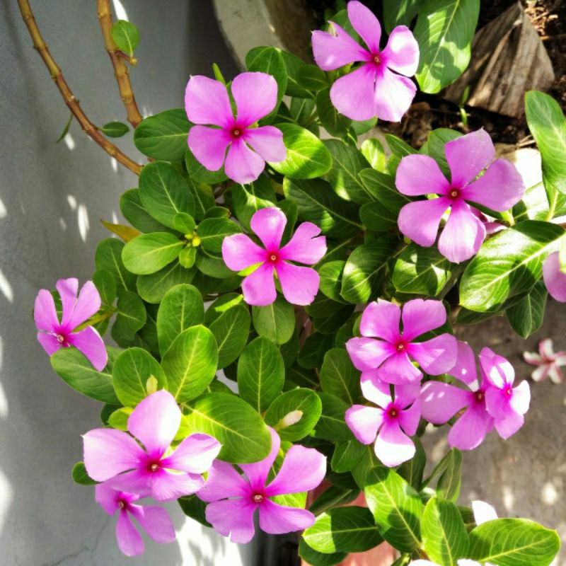 vbibit tanaman vinca juntai