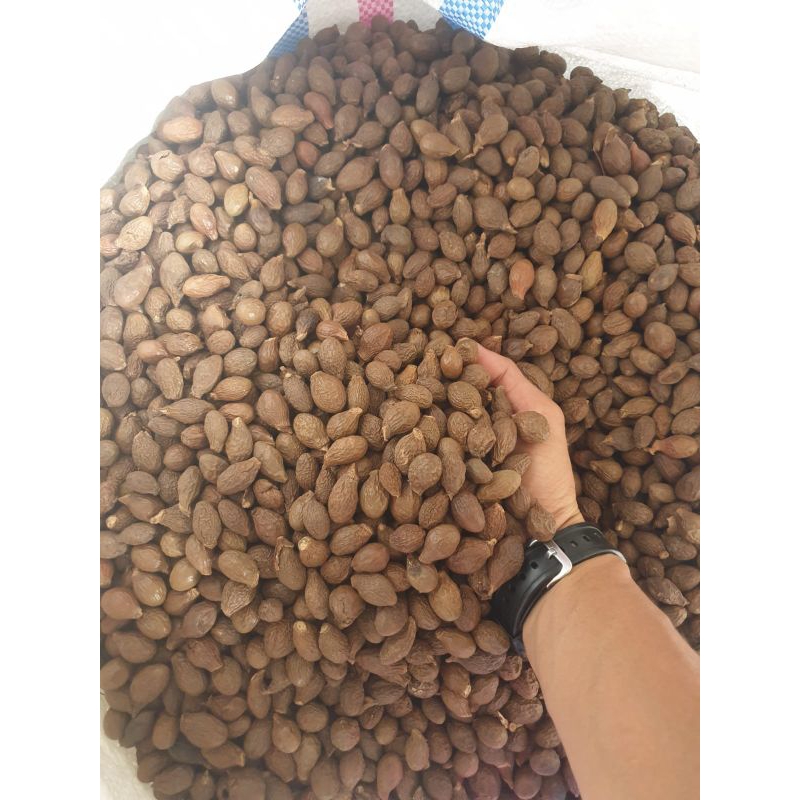 

Buah Tempayang 100 gram atau biji kembang semangkuk.