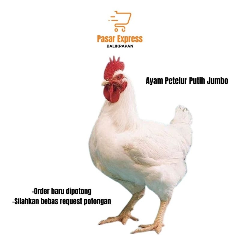 

Ayam Telur Putih Jumbo (-+ 4 kg) - Pasar Express Balikpapan