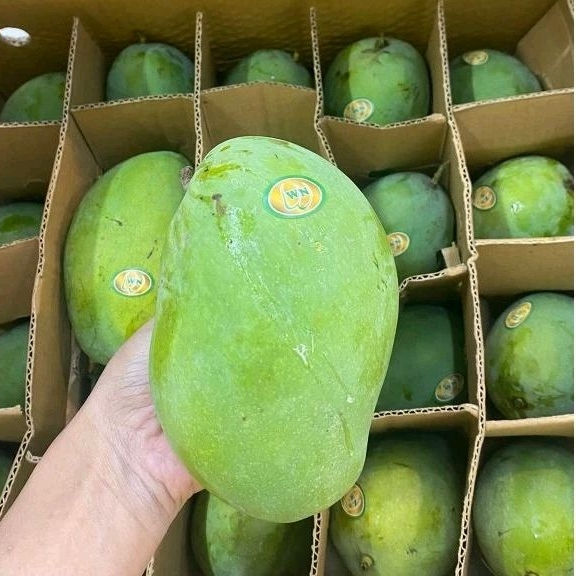 

Mangga Harum Manis 1kg Tua Pohon (Instan Only)