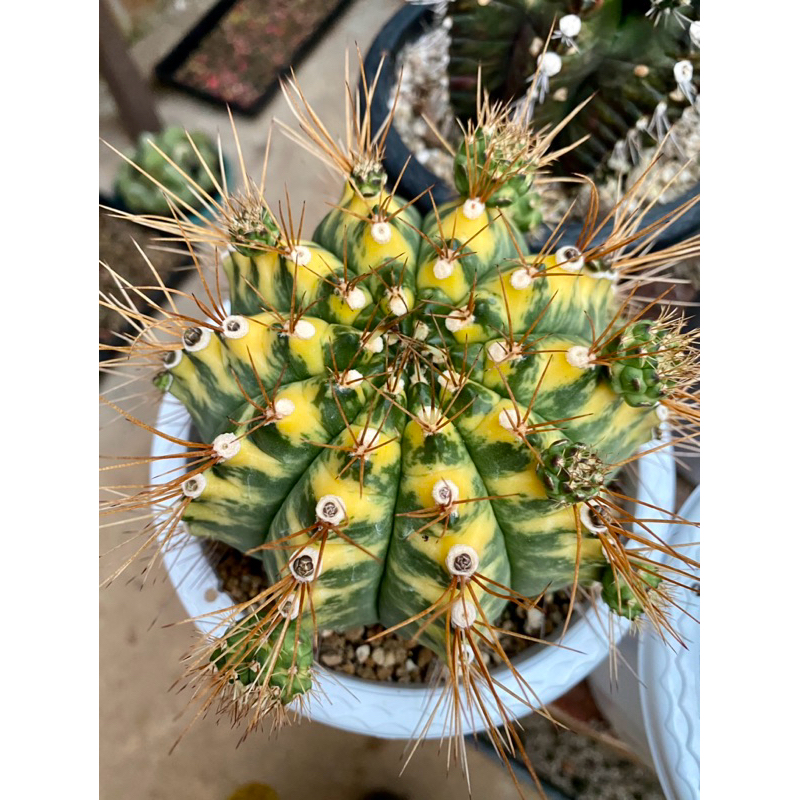 GYMNOCALYCIUM CAT EYE / GYMNO CAT EYE / GYMNO IMPORT / KAKTUS UNIK